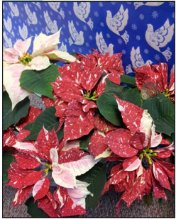 6 -pointsettia prayer