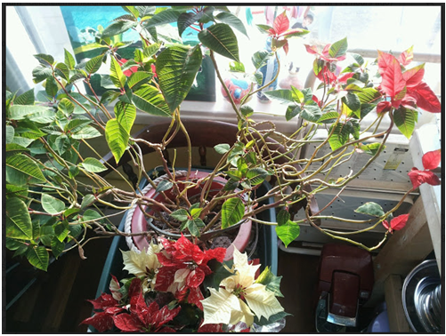 another poinsettia 30.PNG