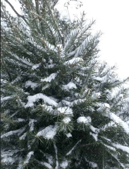 christmas tree snow 42.PNG