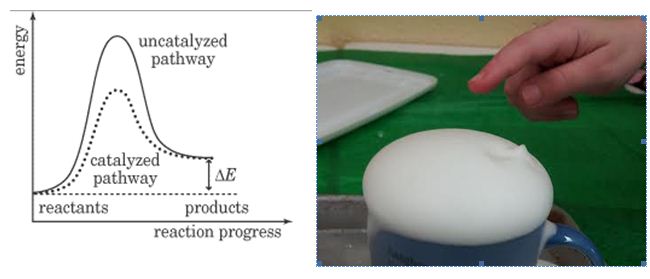 yeast experiment $73