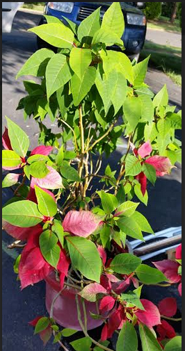 poinsettia may