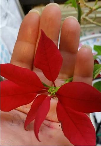 199 pointsettia