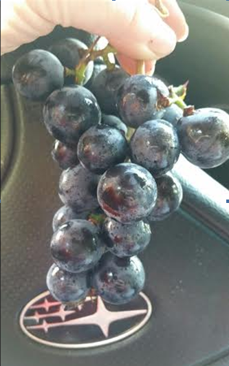 276 round grapes.PNG