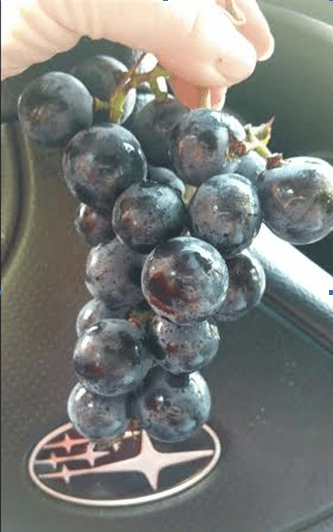 276 round grapes.PNG