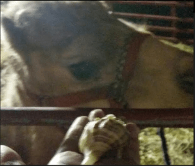 516 christmas camel.PNG